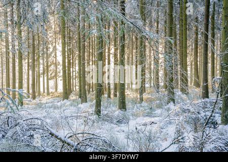 Winterlandschaft mit schneebedeckten Bäumen und Boden, bei der warmes Sonnenlicht durch den dichten Wald fällt Stockfoto