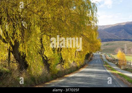 Eine malerische Landstraße, die von ausgewachsenen goldenen Trauerweiden mit leuchtend gelbem Herbstlaub gesäumt ist Stockfoto