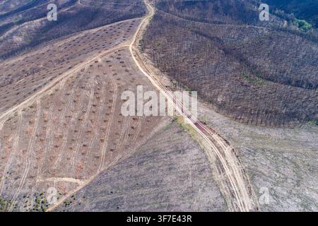 Verheerender Nachklang eines Waldbrandes, der tote Bäume und gerodete Landflächen von oben zeigt Stockfoto