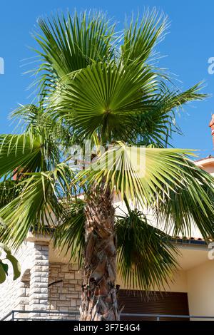 Schöner Palmenbaum mit großen Ästen. Stockfoto