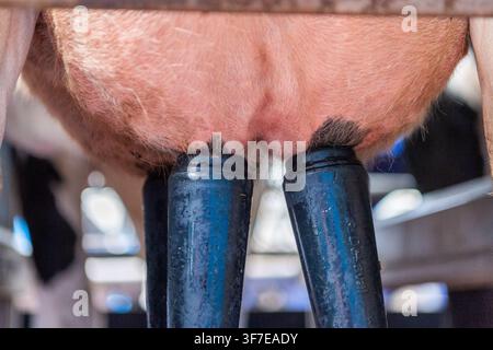 Cluster an der Euter einer Kuh in Ardfield, West Cork, Irland. Stockfoto