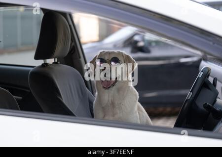 Froher Hund trägt stylische Sonnenbrille, während er in einem Auto vor einer Autoreise sitzt. Lustiges Reise-Lebensstil-Konzept, das haustierfreundliche Urlaube veranschaulicht, Stockfoto
