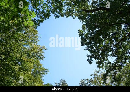Grüne Blätter umrahmen einen klaren blauen Himmel. Astkronen schaffen einen natürlichen Torbogen. Sonnenlicht dringt durch das Laub. Friedliche, ruhige und entspannte Atmosphäre Stockfoto