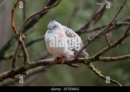 Die Haubentaube (Ocyphaps lophotes) auf einem Ast, Vogel aus der Familie der Tauben (Columbidae), Heimatregion: Australien. Stockfoto
