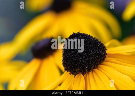 Nahaufnahme einer Schwarzäugigen Stiefmütterchen-Blume in einer hellen und fröhlichen Gartenumgebung im Freien mit lebhaften gelben Blütenblättern und Staubblättern, wobei der Fokus auf der Mitte liegt Stockfoto
