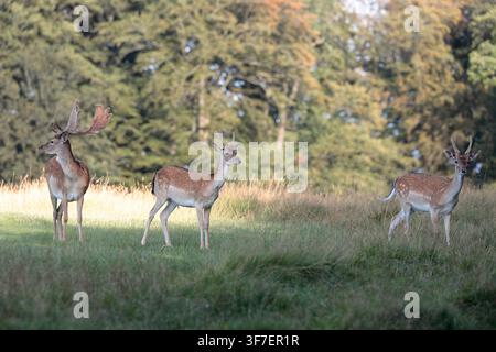 Ein Damhirsch (Dama dama) mit großen Geweihen und zwei junge Hirsche stehen auf Gras mit Bäumen im Hintergrund Stockfoto