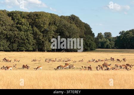 Eine große Herde Damhirsche (Dama dama) grast auf langem braunem Gras in einem großen Feld mit Bäumen im Hintergrund Stockfoto