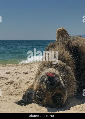 Lustiger Deutscher Schäferhund liegt auf dem Rücken auf einem Sandstrand und streckt die Zunge heraus. Verspielter Hund, der mit Sand bedeckt ist und den Sommerurlaub genießt Stockfoto
