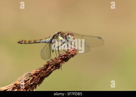 Gemeine Smaragdlibelle, Sympetrum striolatum, sitzend. Norfolk, England. Stockfoto