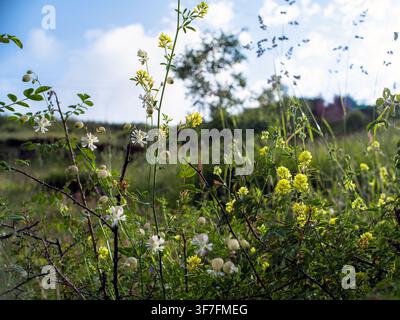 Wildblumen der Alpen blühen auf einer Hochalm im Dorf Chasak, Pangi-Tal, Himachal Pradesh, Indien. Stockfoto