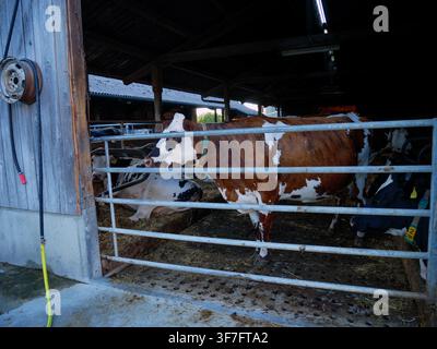 Bauernhofscheune mit einer rot-weißen Milchkuh, die sicher hinter Metallgattern auf einem ländlichen Landwirtschaftsbetrieb steht Stockfoto