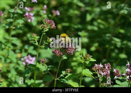 Bumblebee bestäubt lila Wildblumen in einem natürlichen Lebensraum Stockfoto