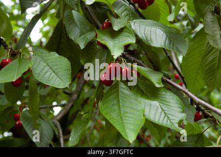 Kirschbaumzweige mit grünen Blättern und reifen roten Früchten, die natürlich im Garten wachsen. Stockfoto