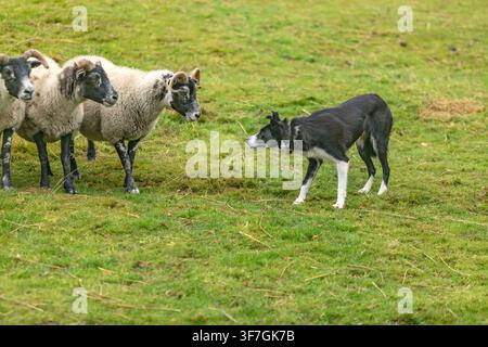 Border Collie steht einem Blackface-Schaf in Herdenhaltungsposition auf einer irischen Weide gegenüber Stockfoto