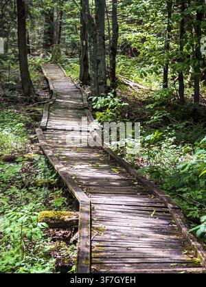 Ein verwitterter Holzsteg windet sich bergauf durch einen üppigen Sommerwald mit gesprenkeltem Licht und einem weißen Wegweiser auf dem Bruce Trail, Kanada Stockfoto