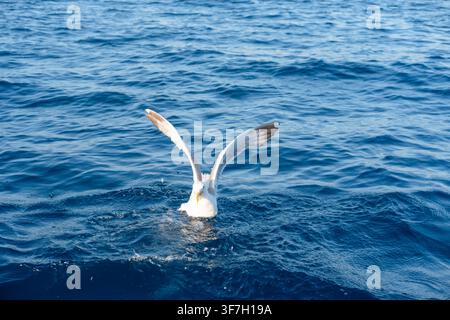 Möwen, die über dem Meer fliegen. Stockfoto
