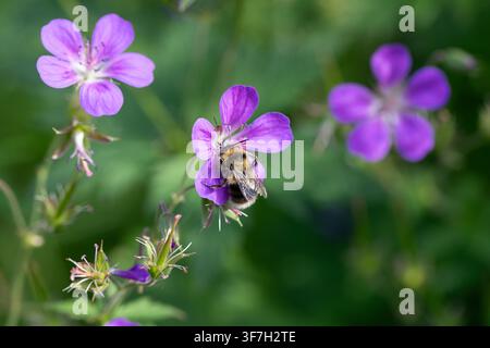 Männliche Heusamenbiene, Bombus jonellus, die sich von Waldstorchschnabel, Geranium sylvaticum, ernährt Stockfoto