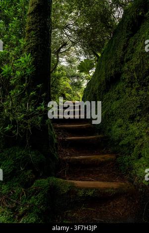 Grüne Waldlandschaft mit einem sich windenden Pfad aus Holzstufen, der durch dichtes Laub, moosbedeckte Bäume und üppige grüne Vegetation hinaufsteigt Stockfoto