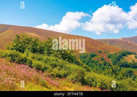 karpaten-Berglandschaft. Reisen Sie im Sommer in die ukraine. Farbenfrohe Hänge des Borzhava Berges im august. Wunderbares karpaten-Abenteuer Stockfoto