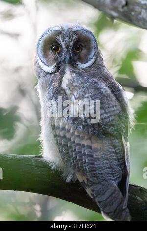 Jugendliche Langohreule, Asio otus, sitzt in einem Baum in Norwegen Stockfoto