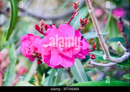 Kommerzielle Nahaufnahme eines leuchtend rosa Oleanderblüten (Nerium oleander) zwischen grünen Blättern und Knospen. Stockfoto