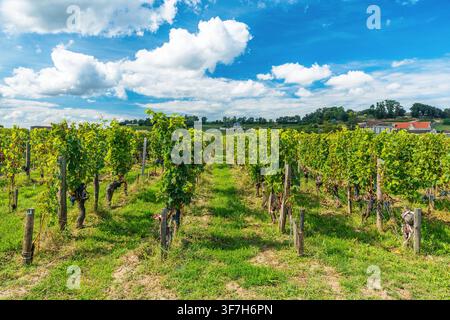 Grüne Weinrebenreihen in Saint Emilion, Weinregion Bordeaux, Frankreich, unter strahlend blauem Himmel. Weinbaulandschaft, die die französische Weinherstellung repräsentiert Stockfoto