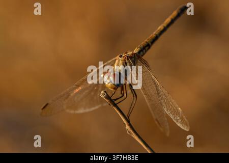 Eine zarte Libelle ruht auf einem Ast im warmen Schein eines zyprischen Sonnenuntergangs und hebt die Schönheit der Natur, die Tierwelt und die ruhigen Außenlandschaften hervor. Stockfoto