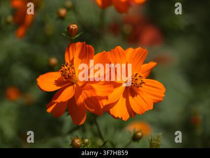 Schöner floraler Hintergrund mit orangefarbener Kosme-Blüte. Orangefarbener Gänseblümchen auf grünem Hintergrund, Nahaufnahme. Grußkarte. Stockfoto