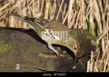 Weibliche europäische Buchenlaubsänger (Fringilla coelebs) sitzt auf einem moosbewachsenen Baumstamm in der Wildnis Stockfoto
