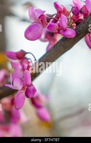 Nahaufnahme von zarten rosa Blüten und neuen grünen Blättern, die sich an einem Baum vor einem weichen blauen Himmel entfalten Stockfoto
