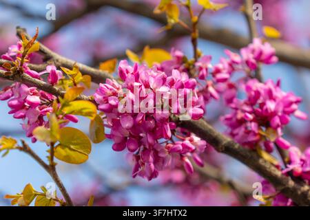 Nahaufnahme von zarten rosa Blüten und neuen grünen Blättern, die sich an einem Baum vor einem weichen blauen Himmel entfalten Stockfoto