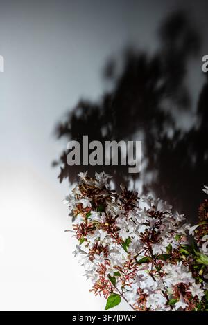 Weiße Abelia-grandiflora-Blüten werfen einen sanften Schatten auf eine sonnige Wand Stockfoto