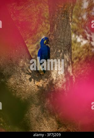 Hyazinthara, Anodorhynchus hyacinthinus, die größte Papageiart der Welt, späht aus der Nistkavität im Baumstamm, Pantanal, Brasilien, gefährdete Art, lebhaft Stockfoto