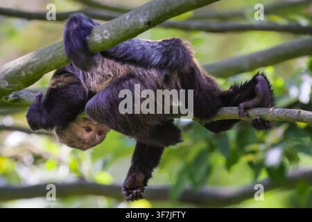 Münster, Deutschland. 09. Aug., 2026. Ein Goldbauch-Kapuziner (Sapajus xanthosternos) entspannt sich in einem Baum. Während Menschen in der anhaltenden Hitzewelle schwitzen, entspannen sich die Tiere im Allwetterzoo und scheinen sehr gut mit der Hitze zurechtzukommen, unterstützt und gepflegt von aufmerksamen Mitarbeitern und Freiwilligen. Die Region Münsterland hat seit vielen Wochen keinen nennenswerten Regen mehr erlebt und die Temperaturen erreichten heute erneut 32 Grad. Bildnachweis: Imageplotter/Alamy Live News Stockfoto