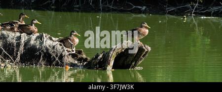Enten sitzen auf Baumstämmen in der Nähe des Ufers. Einige Enten stehen, während andere sich ausruhen. Die Szene zeigt Reflexionen im Wasser mit Grün Stockfoto