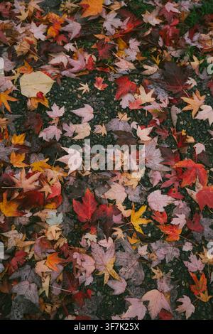 Bunte nasse Ahornblätter, die während der Herbstsaison über einen Kiesweg verstreut sind Stockfoto
