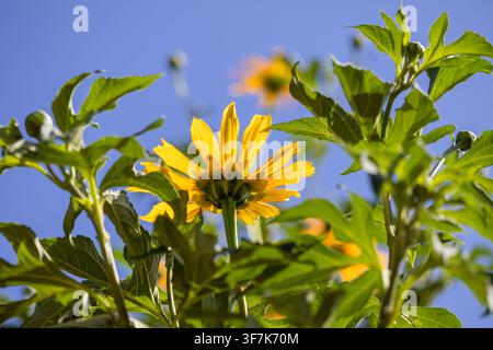 Niedrig blickende Sicht auf gelbe Wildblume vor dem blauen Himmel im Amazonasregenwald von Brasilien. Stockfoto