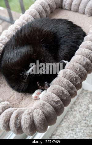 Friedlicher schwarz-weißer Kater, der sich in einem grauen, gepolsterten Fensterhängemattenbett zusammengerollt hat. Weiche gepolsterte Sitzstange mit Saugnäpfen am Glas befestigt Stockfoto