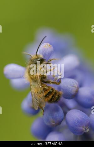 Hymenoptera, Mauerbiene, Osmia bicornis, Osmia rufa, rote Mauerbiene, Weibchen, große Größe, Porträtformat, Insekten, Weibchen Stockfoto