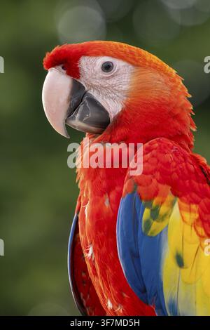 Scharlachara (Ara macao), Jomtien, Thailand Stockfoto