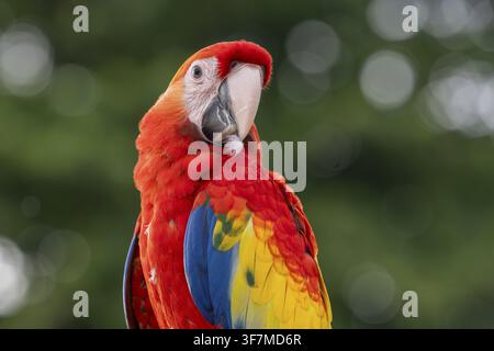 Scharlachara (Ara macao), Jomtien, Thailand Stockfoto