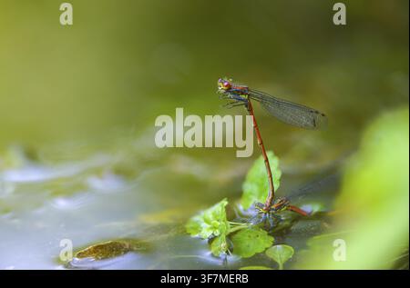 Frühadonislibelle, große rote Zwerglibelle, Pyrrhosoma nymphula, Zwerglibellen, Libellen, Insekten, Kopulation, Libellen, Odonaten, Paarung, Zygoptera Stockfoto