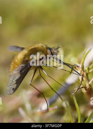 Bombyliidae, Bombylius major, Brachycera, Fliegen, große Wollkleidung, Wollkleidung, Arge Bienenfliege, Diptera, Insekten, Männchen, Männchen, die dunkelorandete Bienenfliege, die Stockfoto