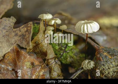 Kragenbetrug, Marasmius Rotula, Kragenfallschirm, Pilz, Rosshaarpilz, Kleines Rad, Pilze, Radmarasmius, Radpilz Stockfoto