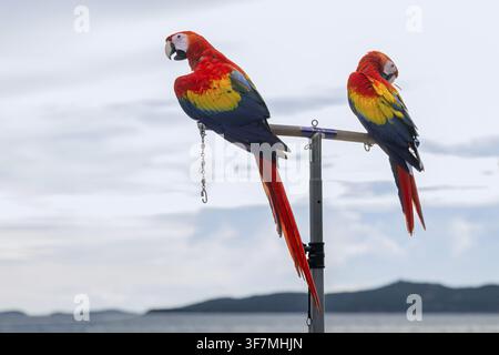 Scharlachara (Ara macao), Jomtien, Thailand Stockfoto