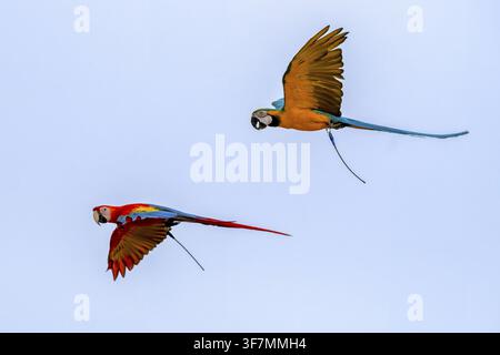 Scharlachara (Ara macao) rechts. Gelbbrustara (Ara ararauna). Papageien, Jomtien, Thailand Stockfoto