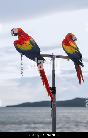 Scharlachara (Ara macao), Jomtien, Thailand Stockfoto