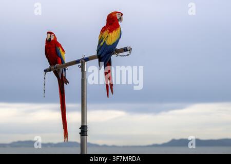 Scharlachara (Ara macao), Jomtien, Thailand Stockfoto