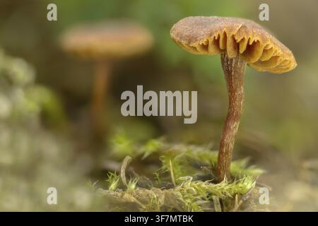 Laccaria laccata, Lacktrichter, roter Lackpilz, rötlicher Lacktrichter, Täuschpilz, Pilze, Pilz, Laccaria-Glanz, Champignons, wachsartiger Laccaria Stockfoto