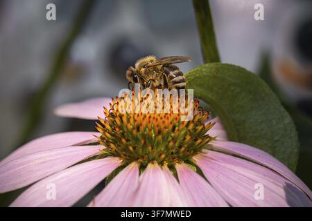 Eine Biene (Apis) sitzt auf einer rosa Echinacea-Blüte und sammelt Nektar, Neunkirchen, Niederösterreich, Österreich Stockfoto